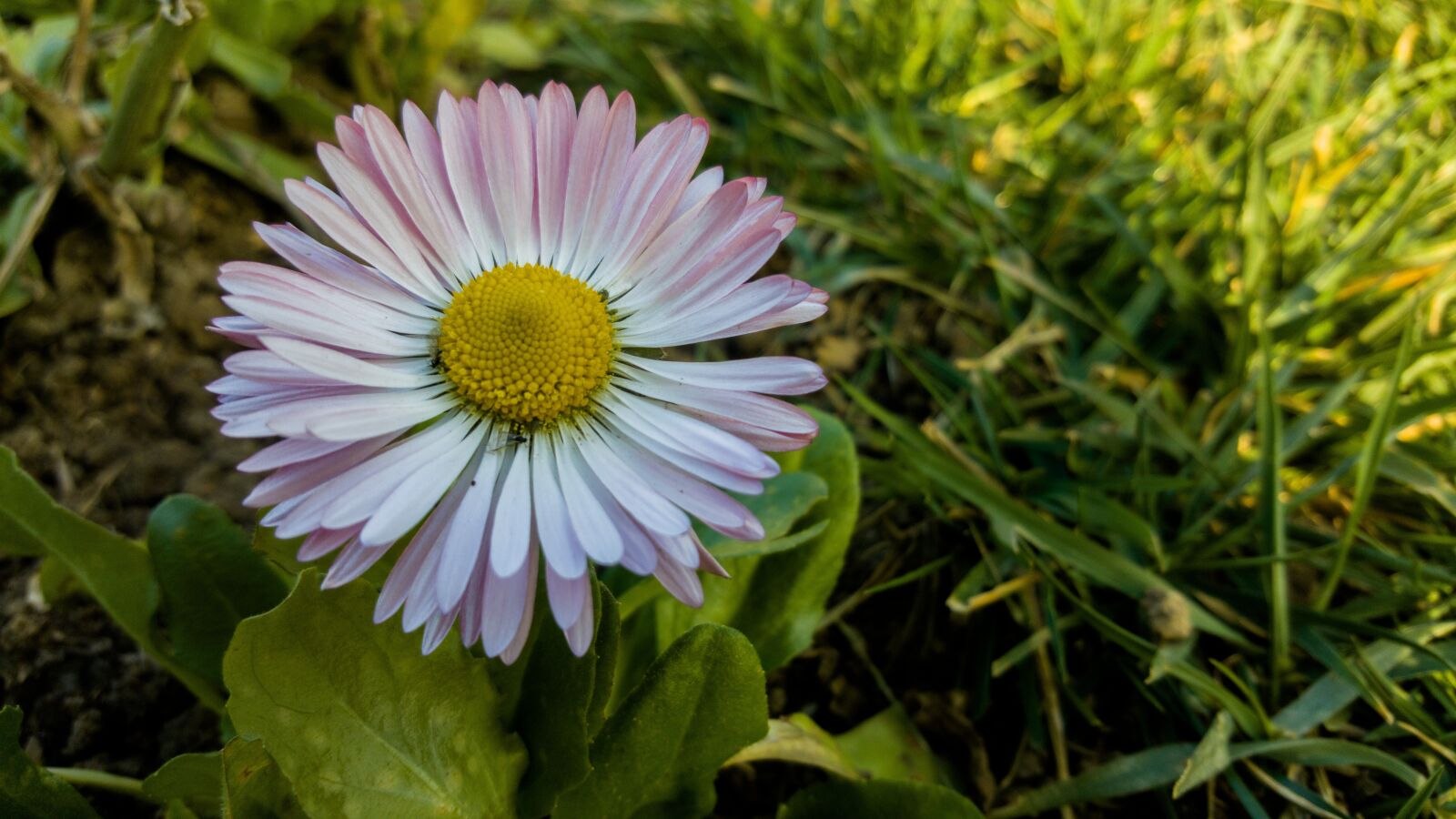 Samsung GALAXY S6 edge sample photo. Nature, plant, flower photography