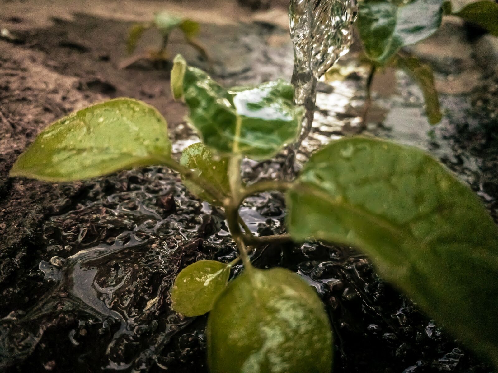 Apple iPhone XR sample photo. Thai, eggplant, thai eggplant photography