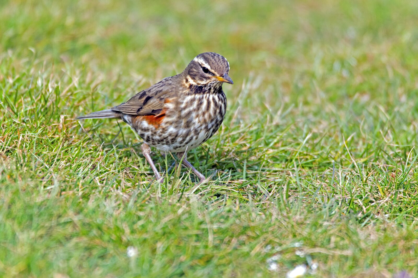 Nikon D500 sample photo. Redwing, helgoland, north sea photography