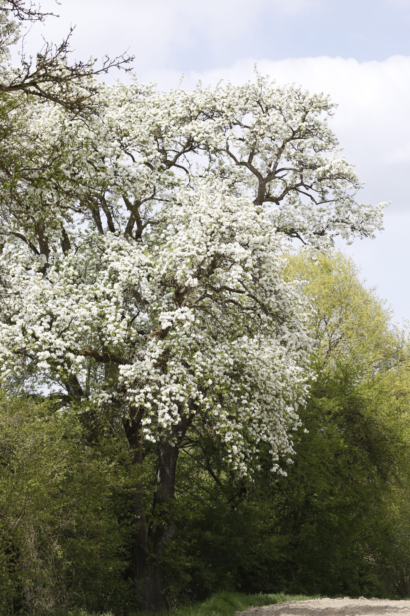 Canon EF 100-400mm F4.5-5.6L IS USM sample photo. Tree, blossom, bloom photography