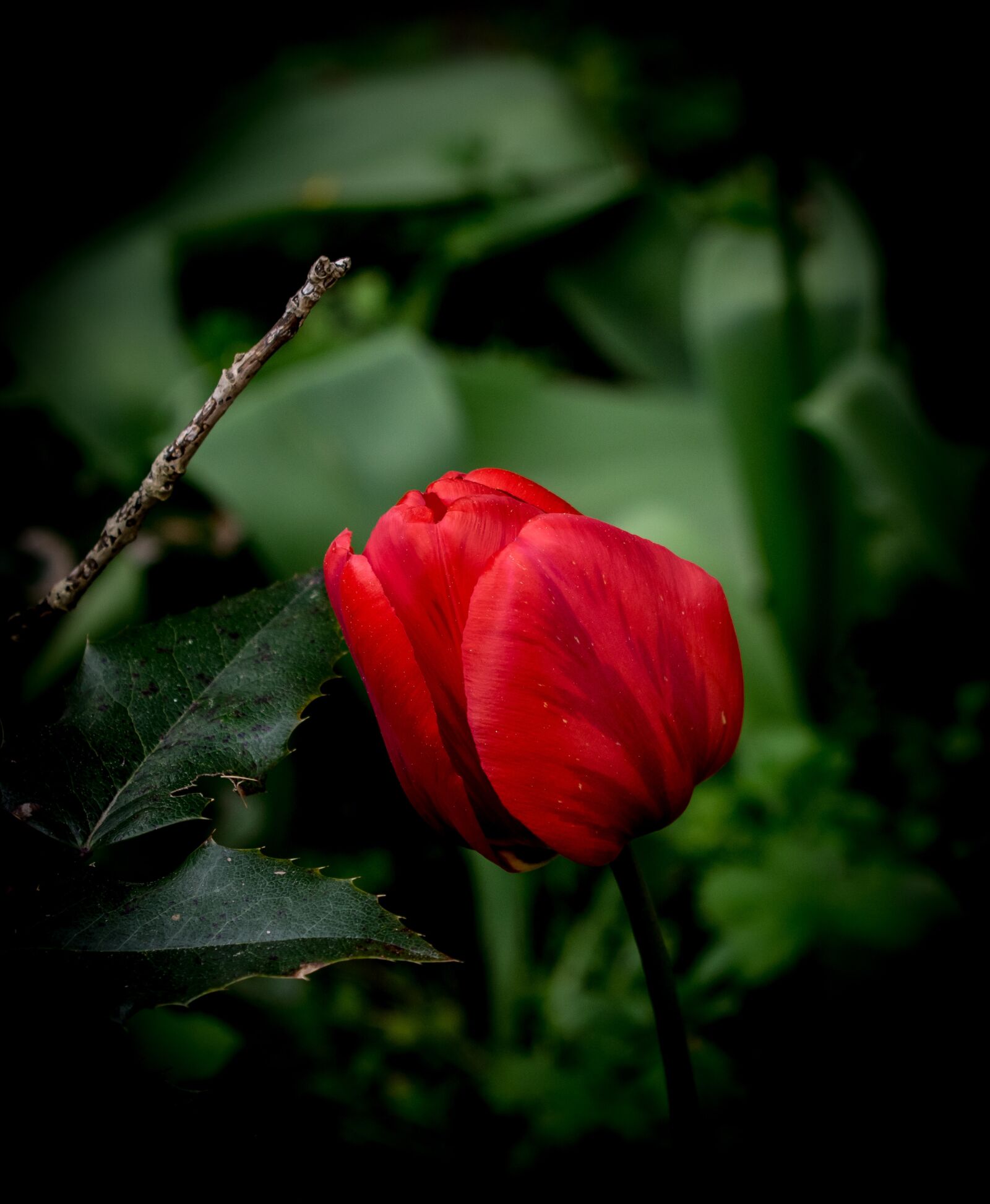 Pentax K-3 sample photo. Flower, tulip, plant photography