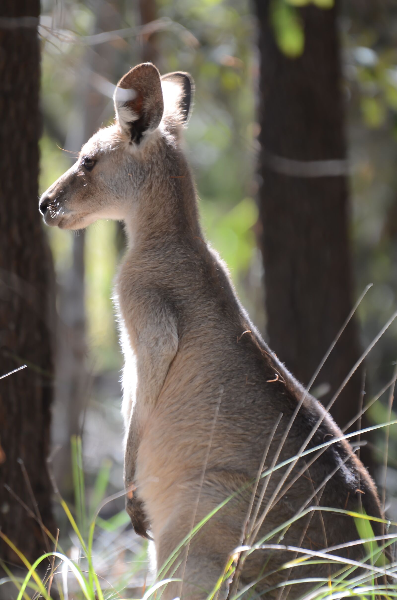 Nikon D7000 sample photo. Australian kangaroo, animal, wildlife photography