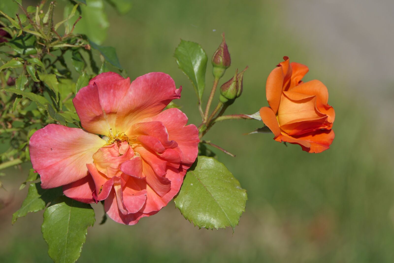 Panasonic Lumix DMC-FZ2500 (Lumix DMC-FZ2000) sample photo. Rose, blossom, bloom photography