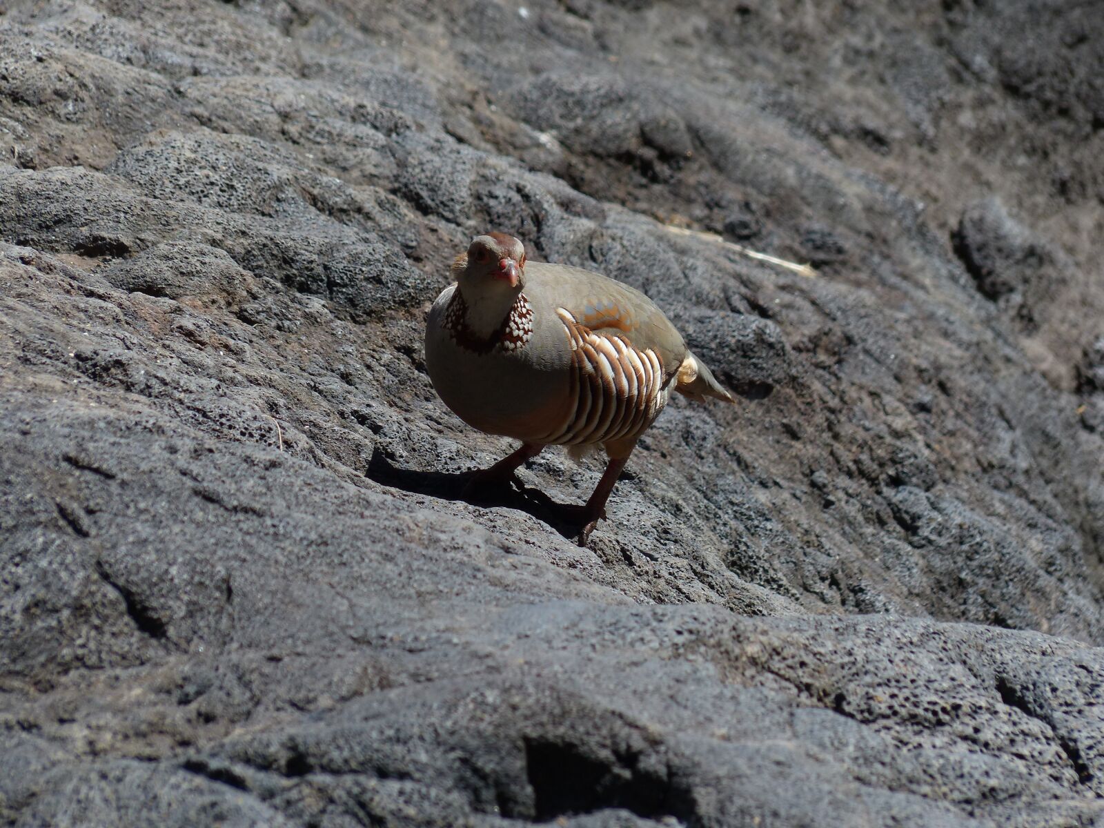 Panasonic Lumix DMC-FZ200 sample photo. Rock chicken, bird, chicken photography
