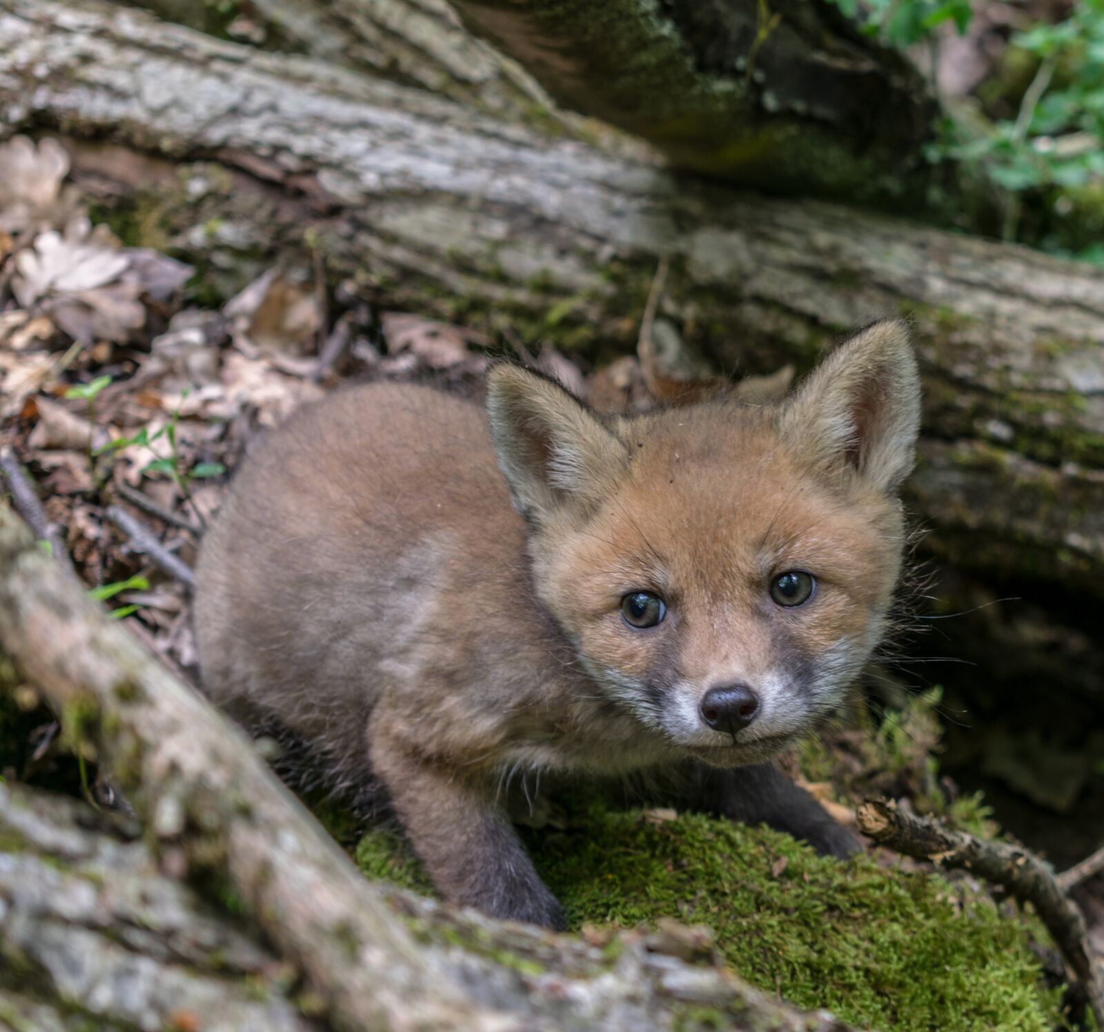 Nikon D5300 sample photo. Fox, nature, mammal photography