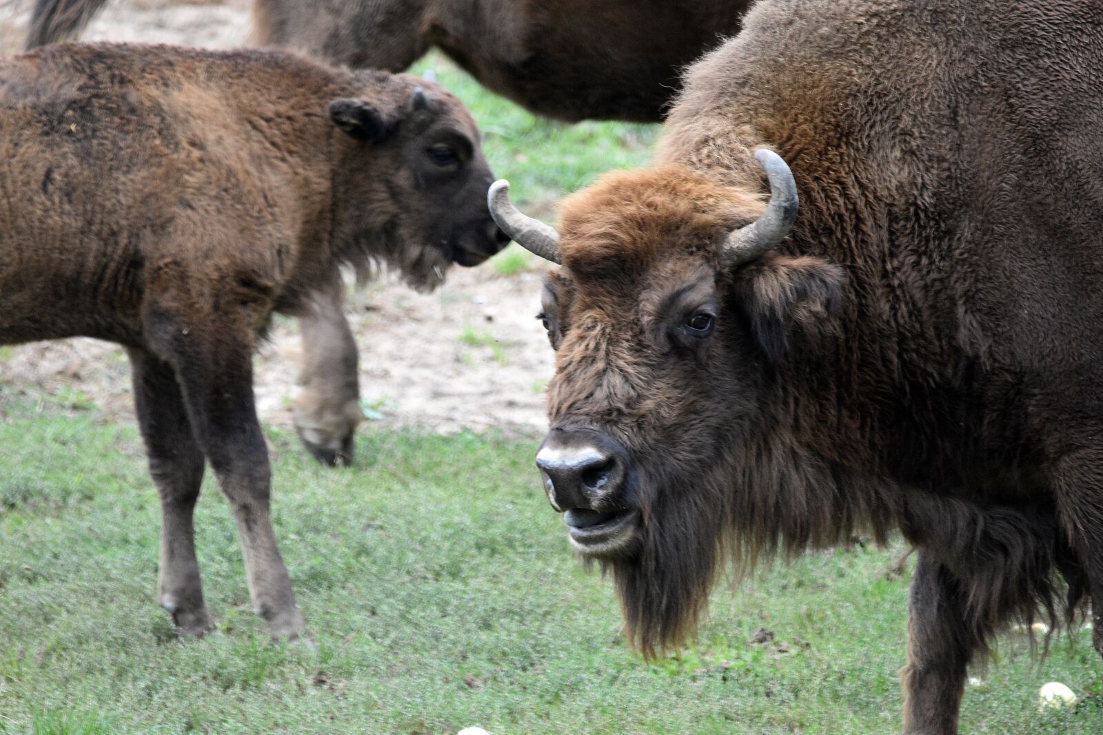 Nikon D3400 sample photo. Bison, animal, wild photography