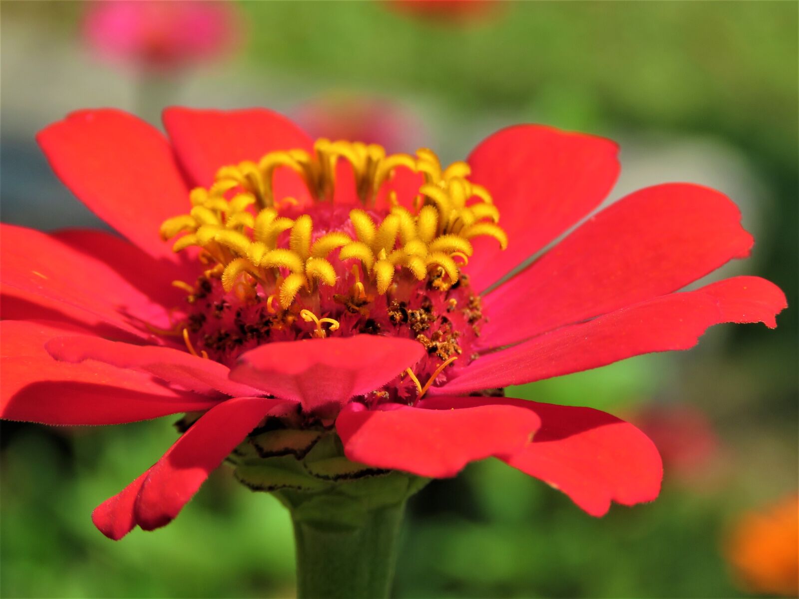 Canon PowerShot SX60 HS sample photo. Zinnia, flower, plant photography