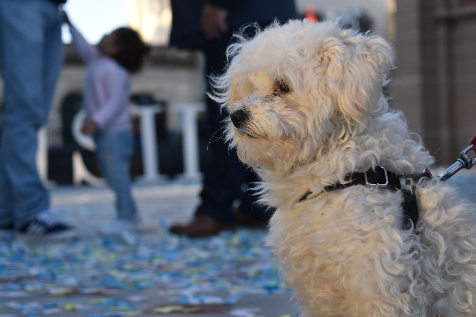 Nikon D3400 sample photo. Dog, little dog, puppy photography