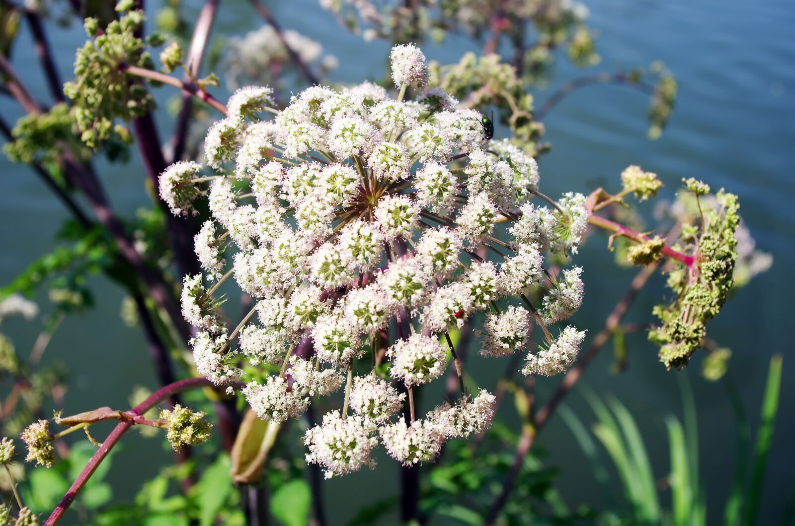 Pentax K-5 sample photo. Anélique, umbellifer, flower photography