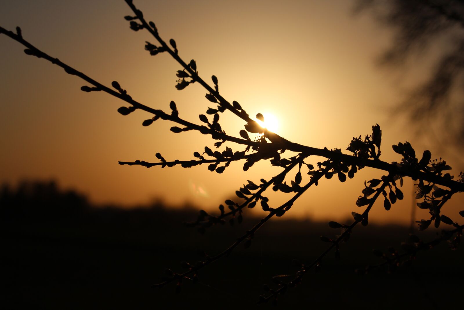 Canon EOS 700D (EOS Rebel T5i / EOS Kiss X7i) sample photo. Sunset, nature, branch photography
