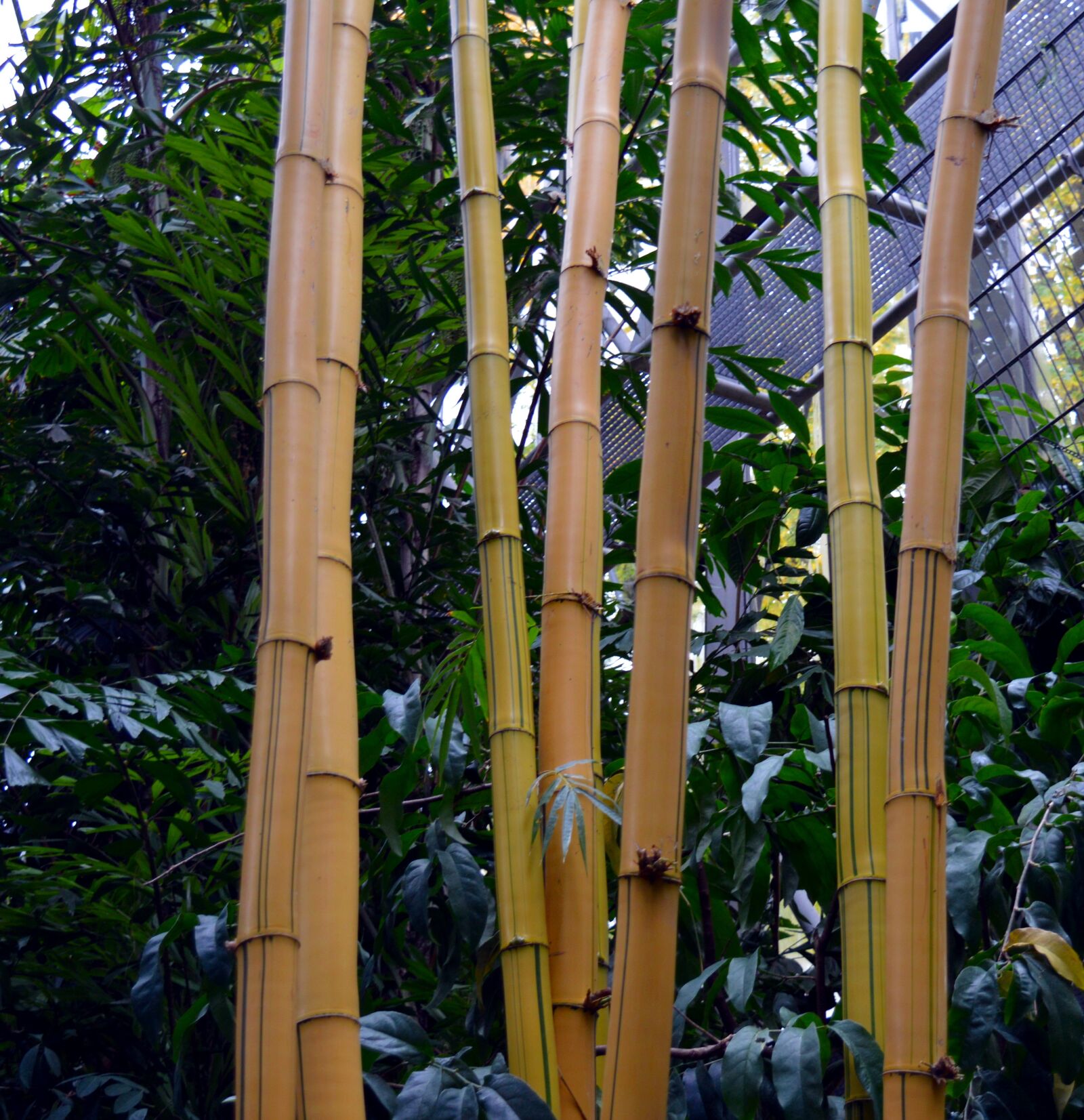 Nikon D3200 sample photo. Bamboo, tropical, bamboo plants photography