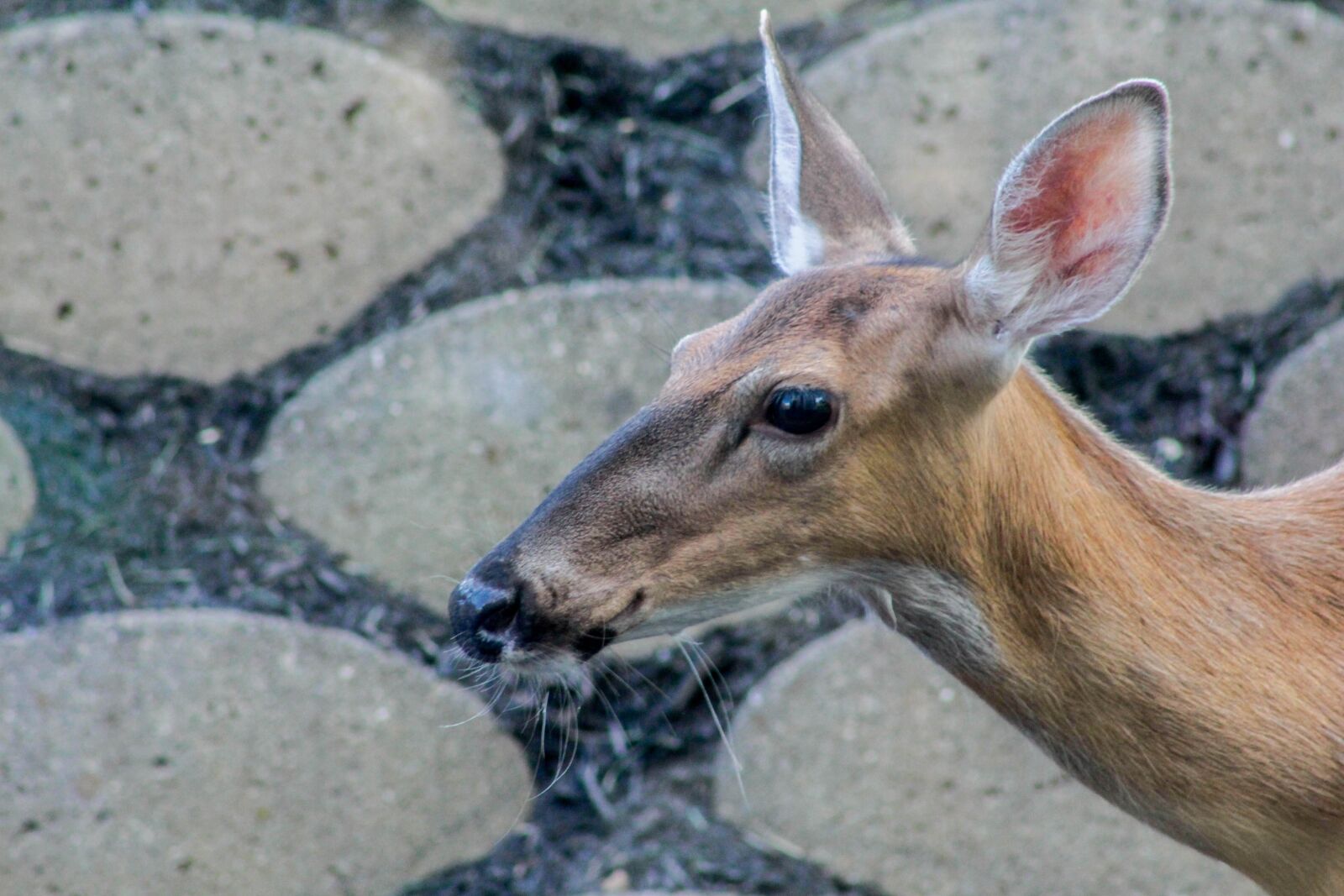 Canon EF 75-300mm f/4-5.6 USM sample photo. Deer, nature, animal photography