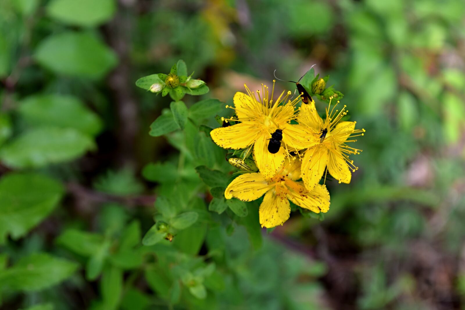 Nikon D5300 sample photo. Field bloom, flower, meadow photography