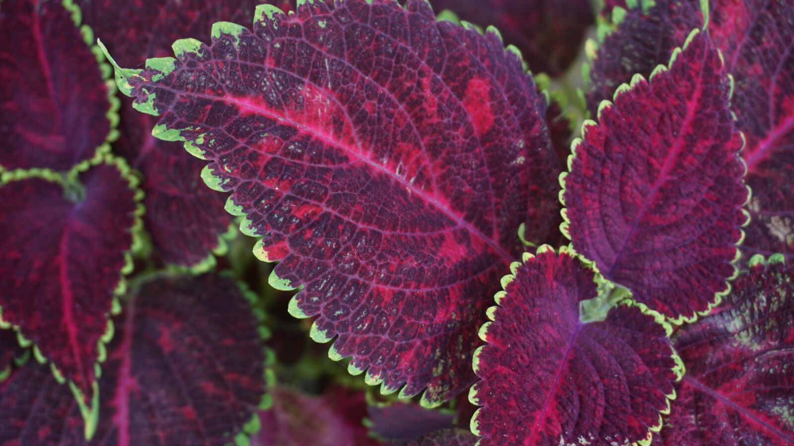 Sony E 16-50mm F3.5-5.6 PZ OSS sample photo. Bright, close, up, colored photography