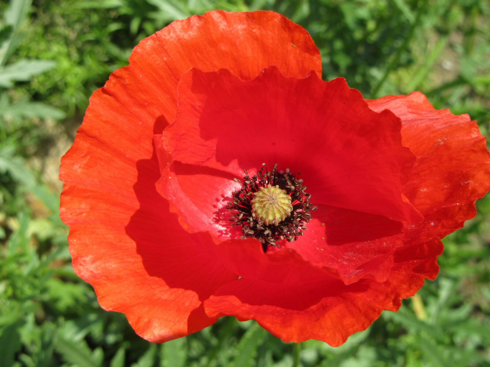 Canon PowerShot SX610 HS sample photo. Poppy, red, flower photography