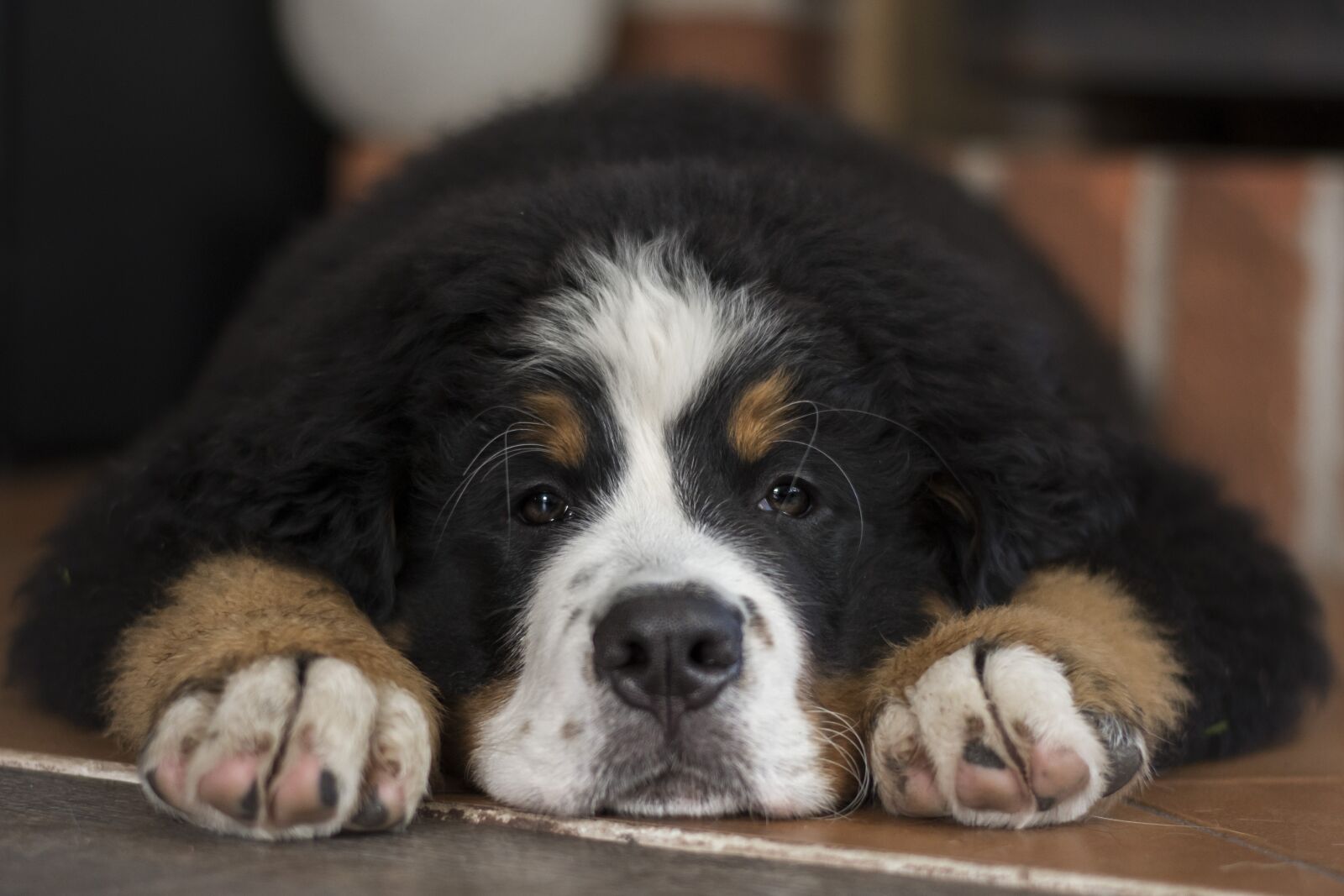 Nikon D7200 sample photo. Swiss mountain dog, dog photography