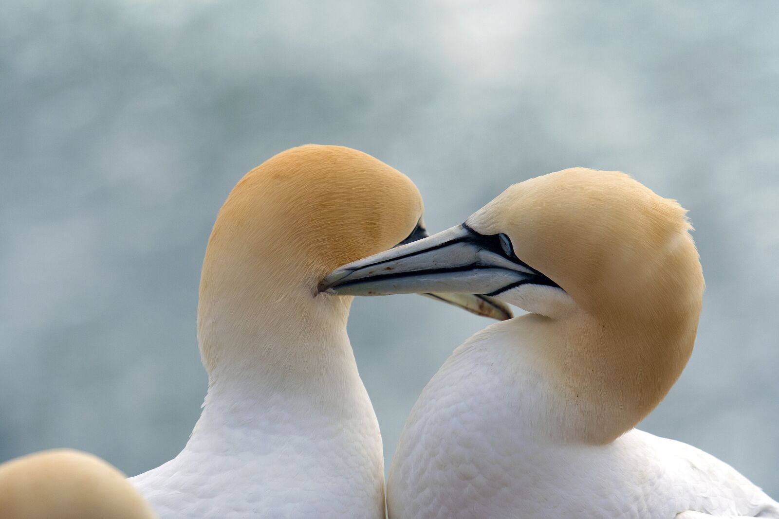 Nikon D500 sample photo. Northern gannet, birds, animals photography