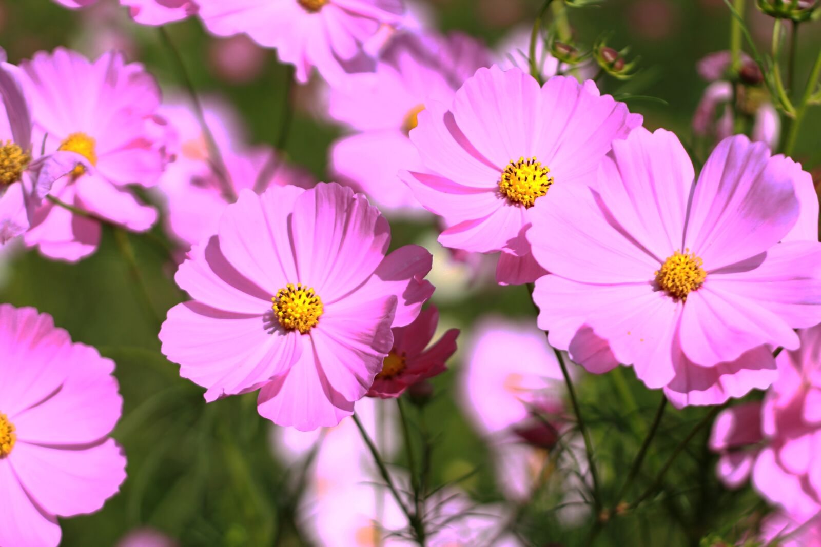 Canon EOS 60D sample photo. Flowers, pink, the pink photography