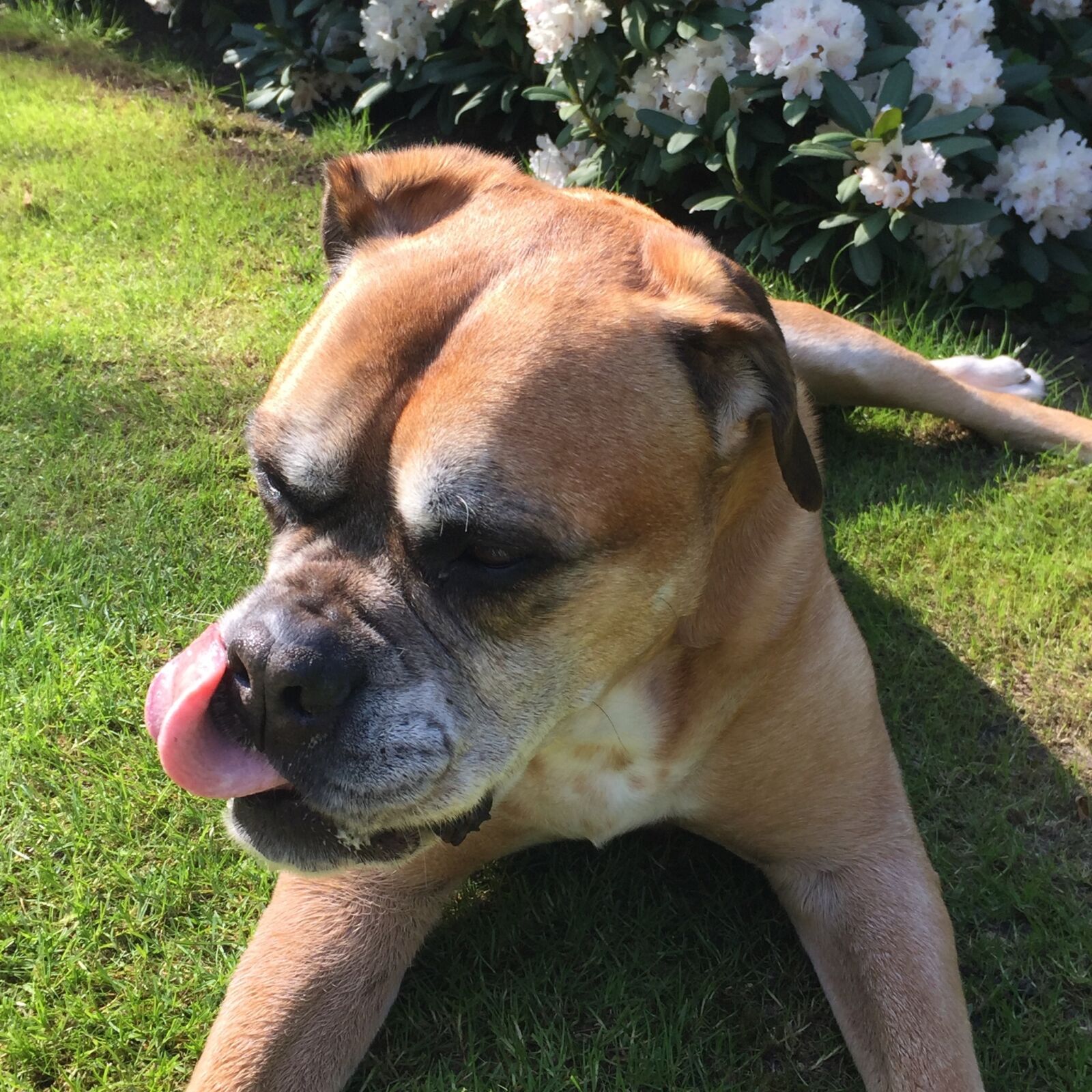iPhone 6 Plus back camera 4.15mm f/2.2 sample photo. Dog, animals, old photography