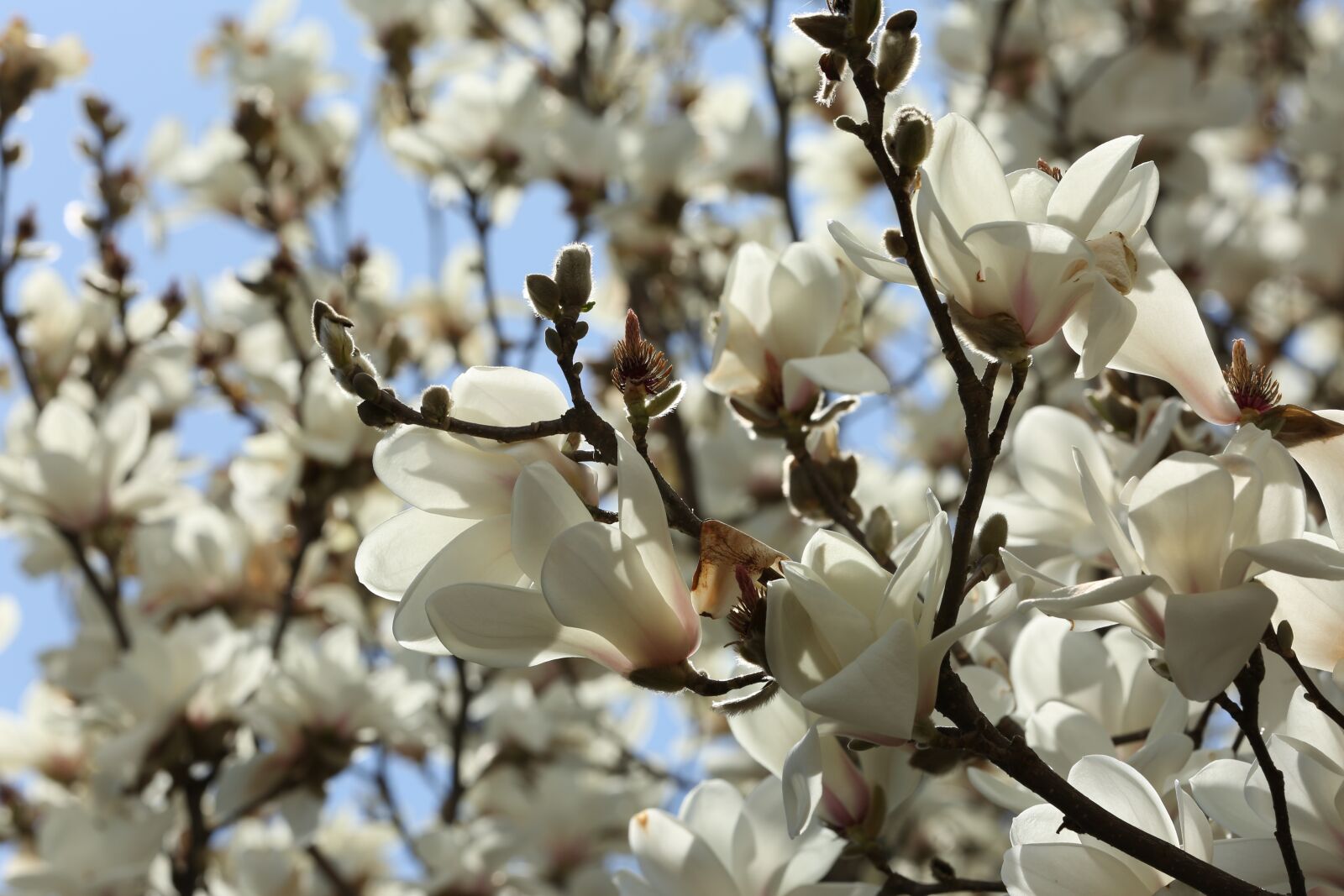 Canon EOS 5D Mark III sample photo. Magnolia, white, flower photography