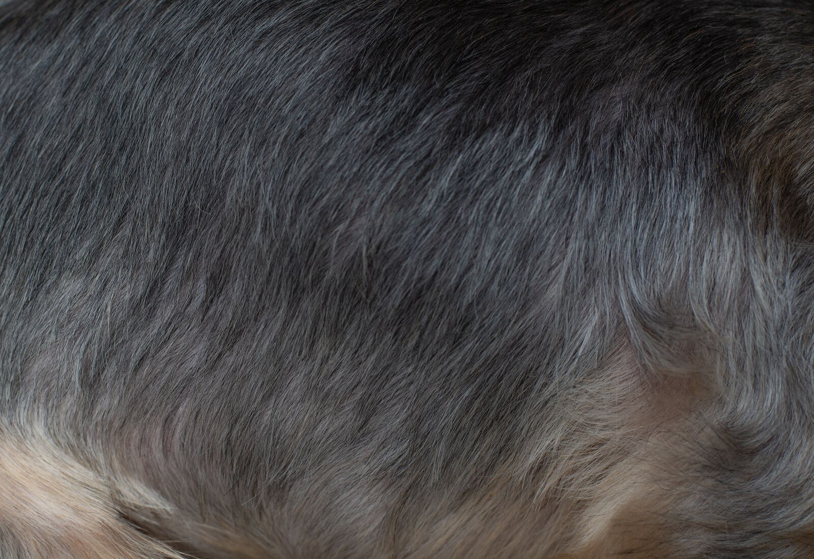 Nikon D7100 sample photo. Fur, dog fur, hair photography