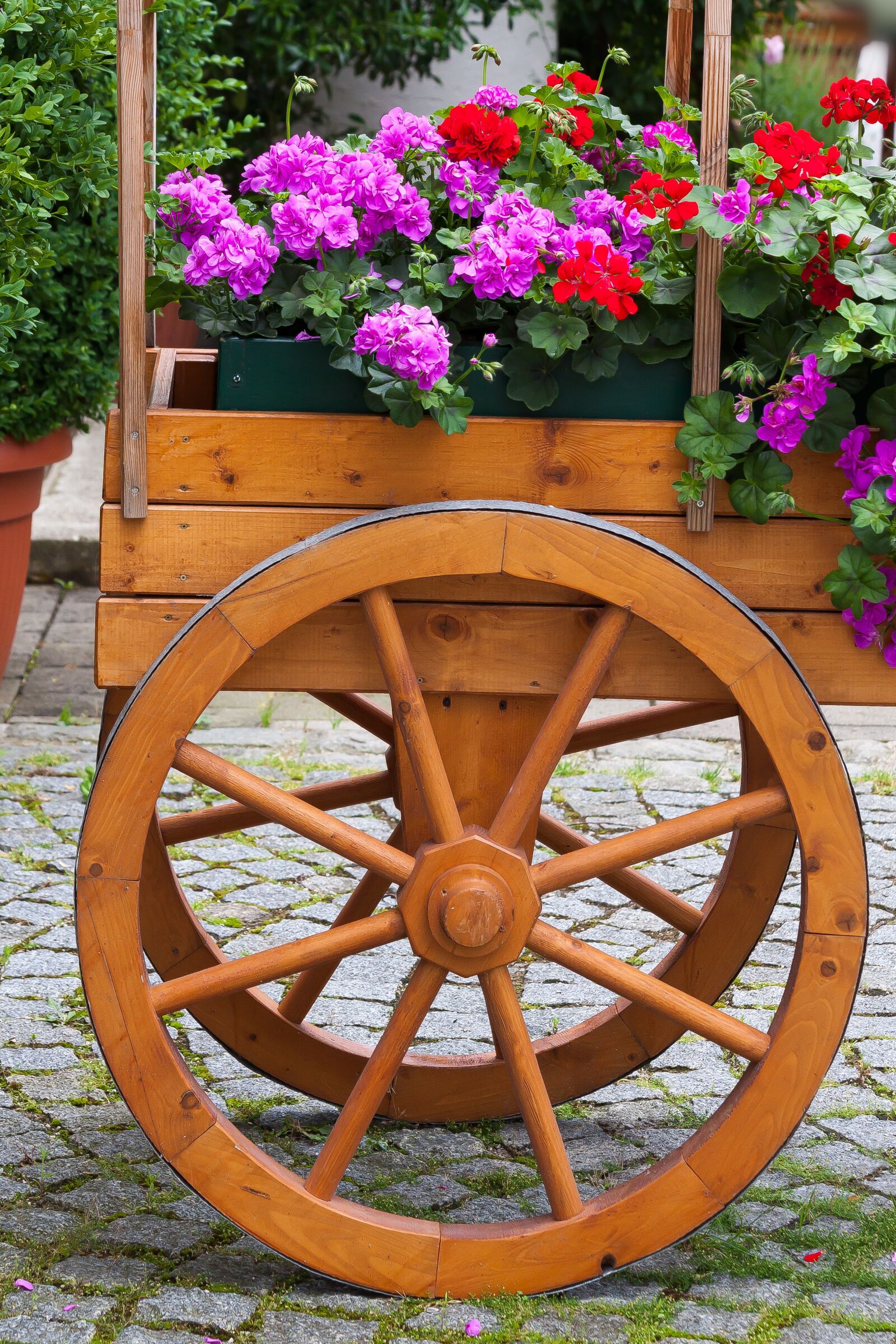 Canon EOS 50D sample photo. Flowers, flowers dare, dare photography