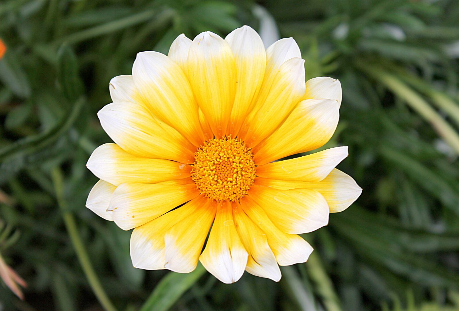 Canon EOS 1100D (EOS Rebel T3 / EOS Kiss X50) sample photo. Gazania, gazania harsh, aster photography