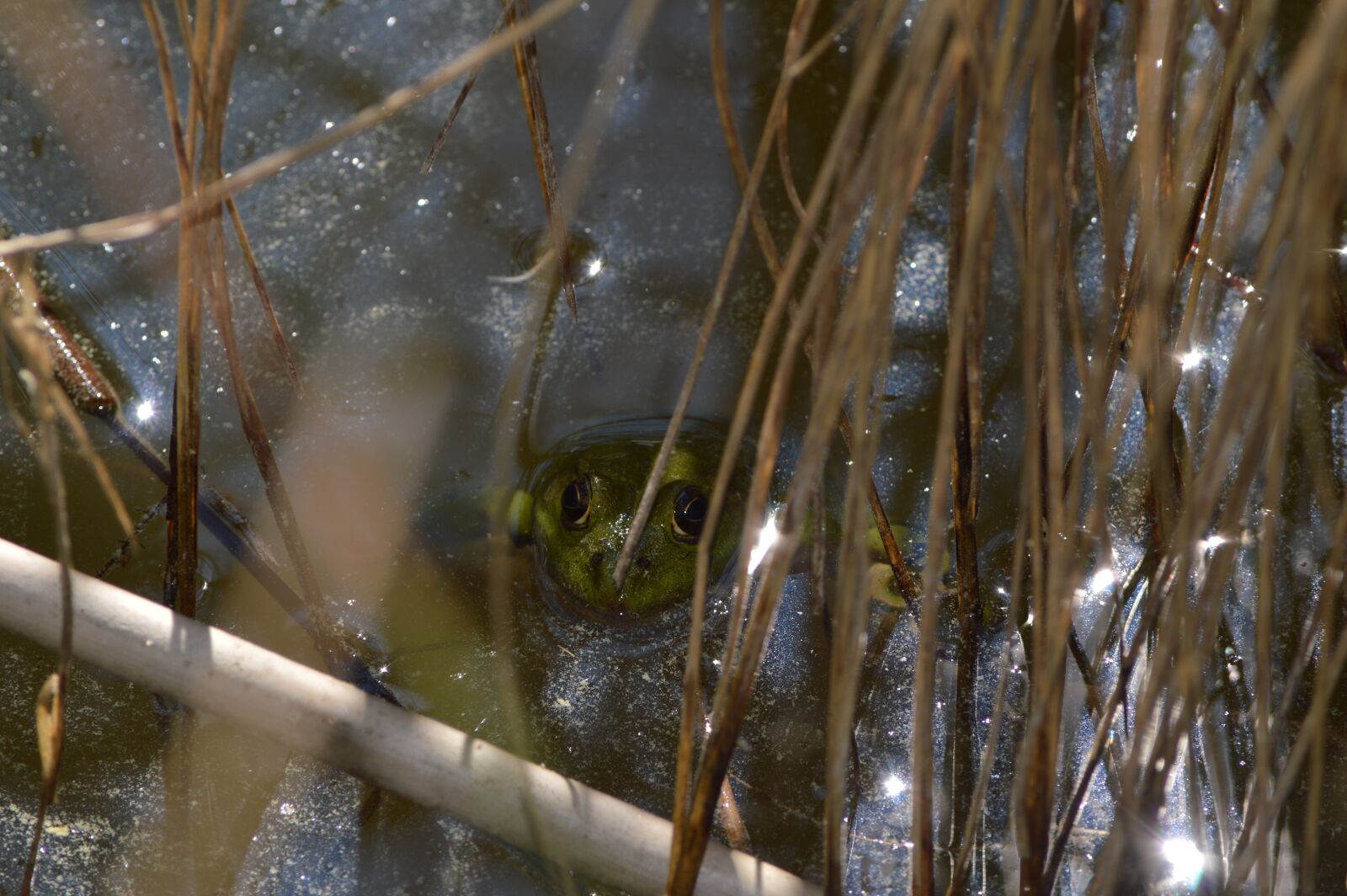 Nikon D3200 sample photo. Frog, water, pond photography