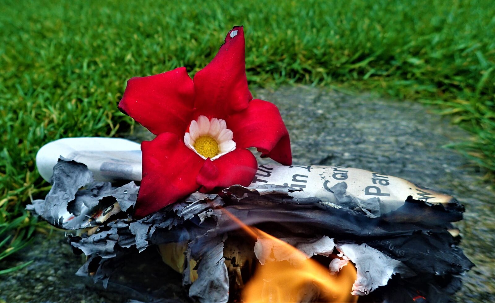 Olympus TG-3 sample photo. Fire, flower, red photography