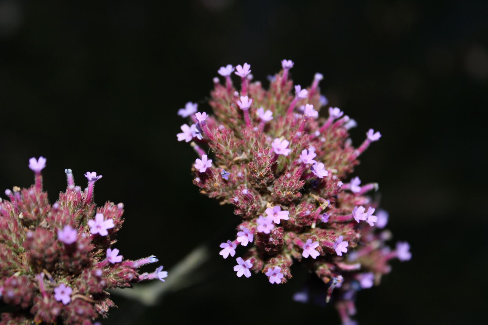 Canon EOS 2000D (EOS Rebel T7 / EOS Kiss X90 / EOS 1500D) sample photo. Verbena, plant, blossom photography