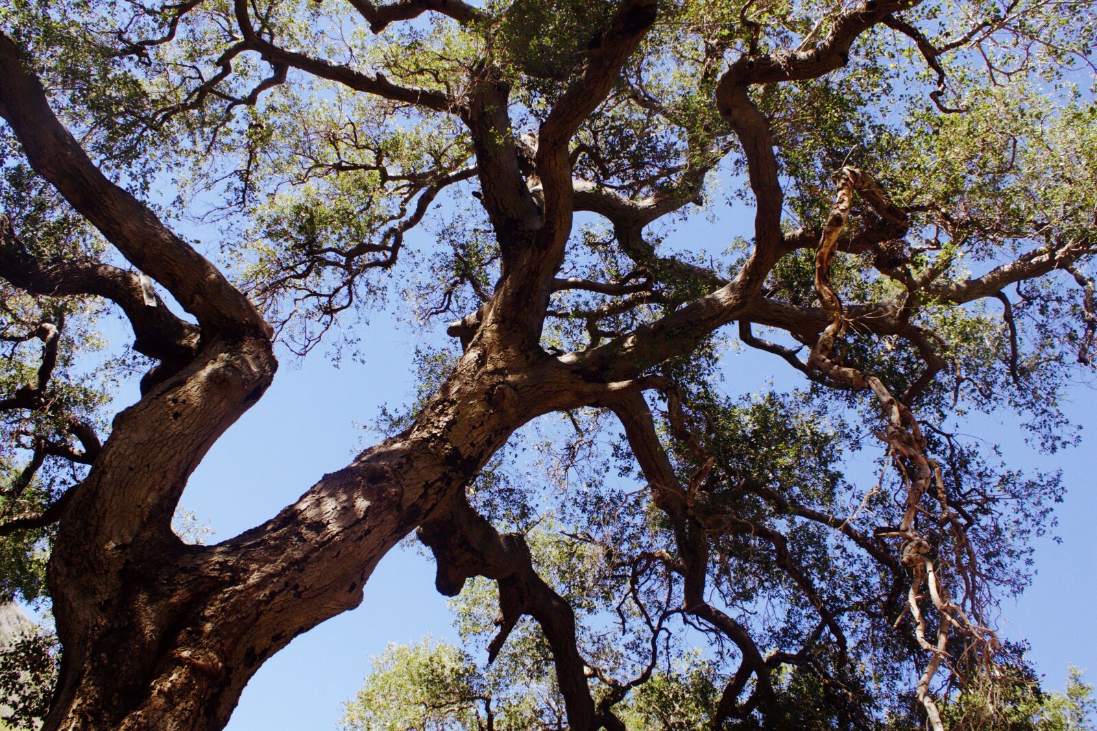 Canon EOS 500D (EOS Rebel T1i / EOS Kiss X3) sample photo. Tree, nature, natural photography