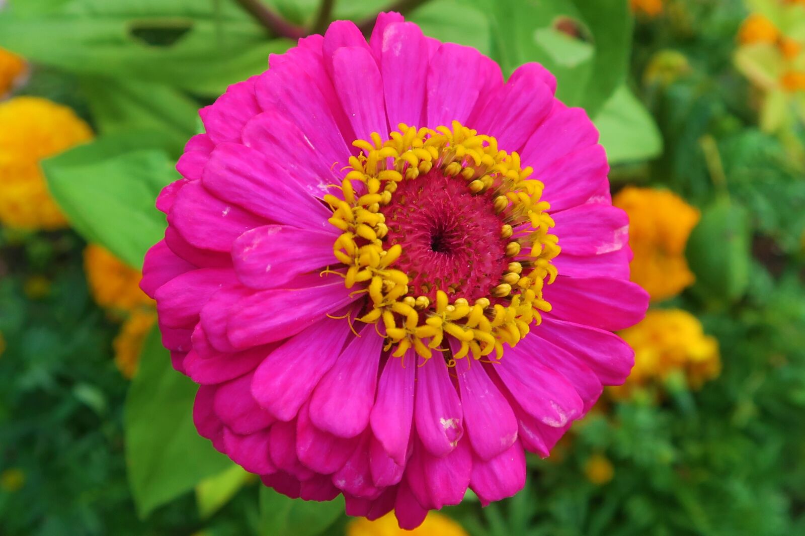 Canon PowerShot G7 X sample photo. Flower, garden, nature photography