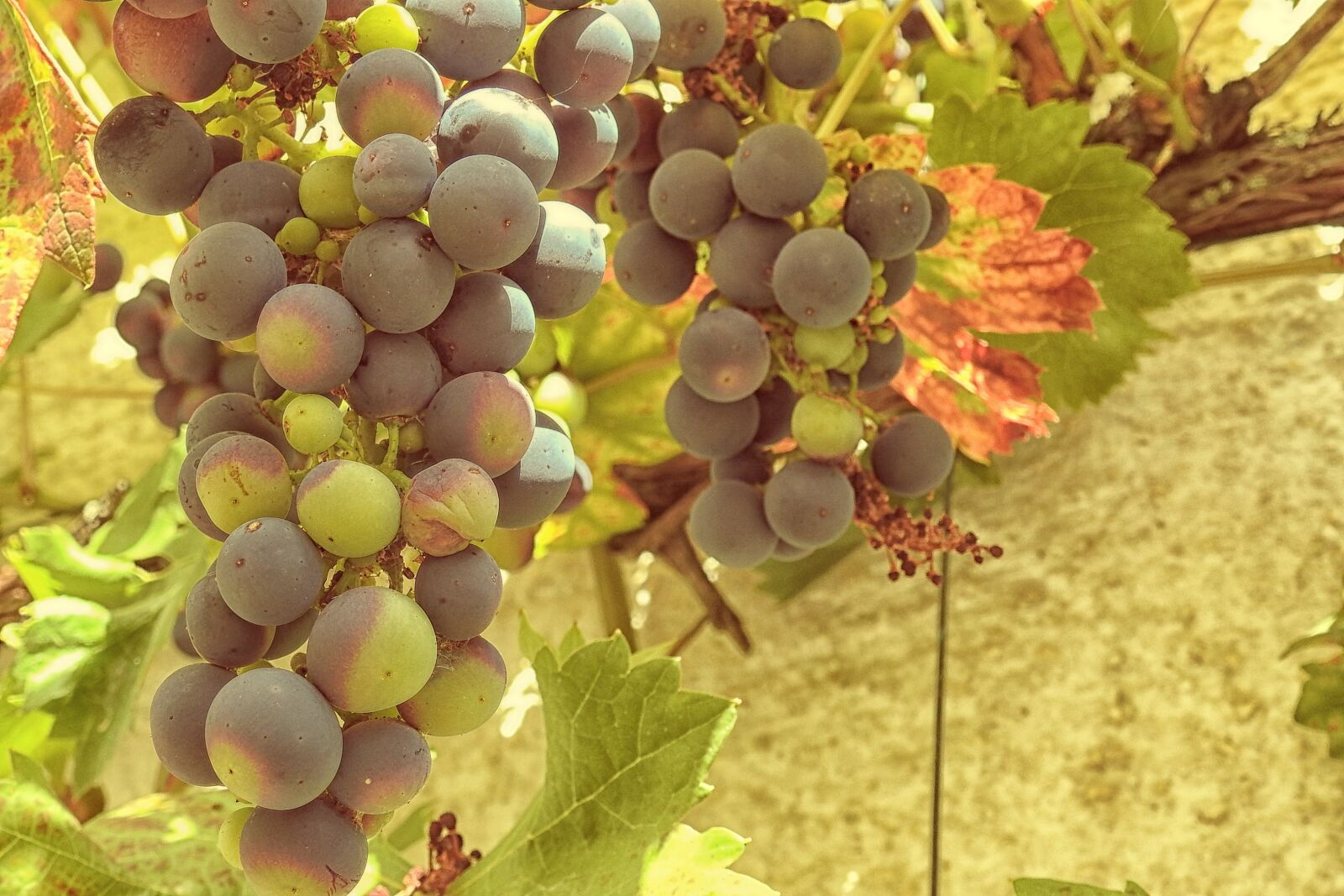 Nikon Coolpix P900 sample photo. Grapes, grapevine, vine photography