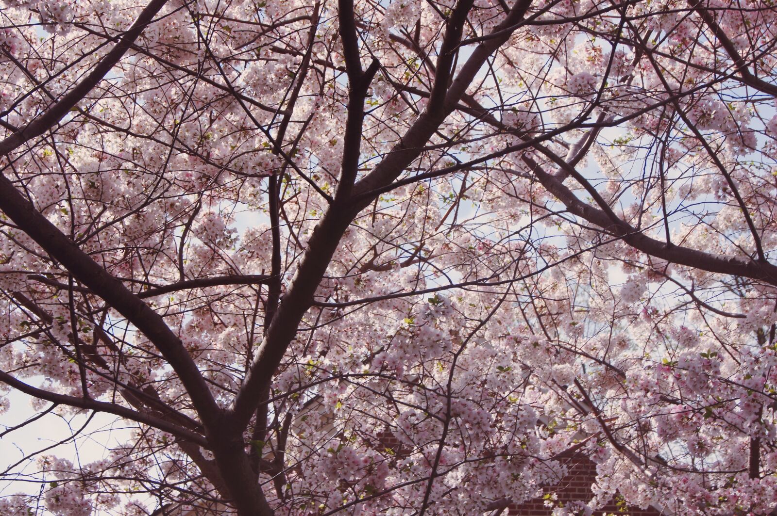 Sony SLT-A33 + Sony DT 18-55mm F3.5-5.6 SAM sample photo. Cherry blossom, tree, flowers photography
