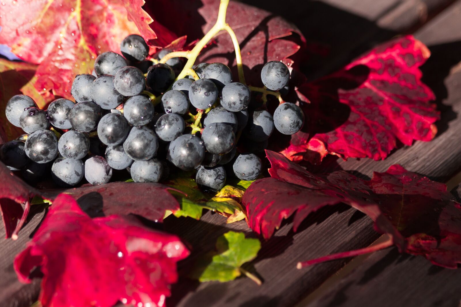 Canon EOS 50D sample photo. Wine, grape, leaf photography