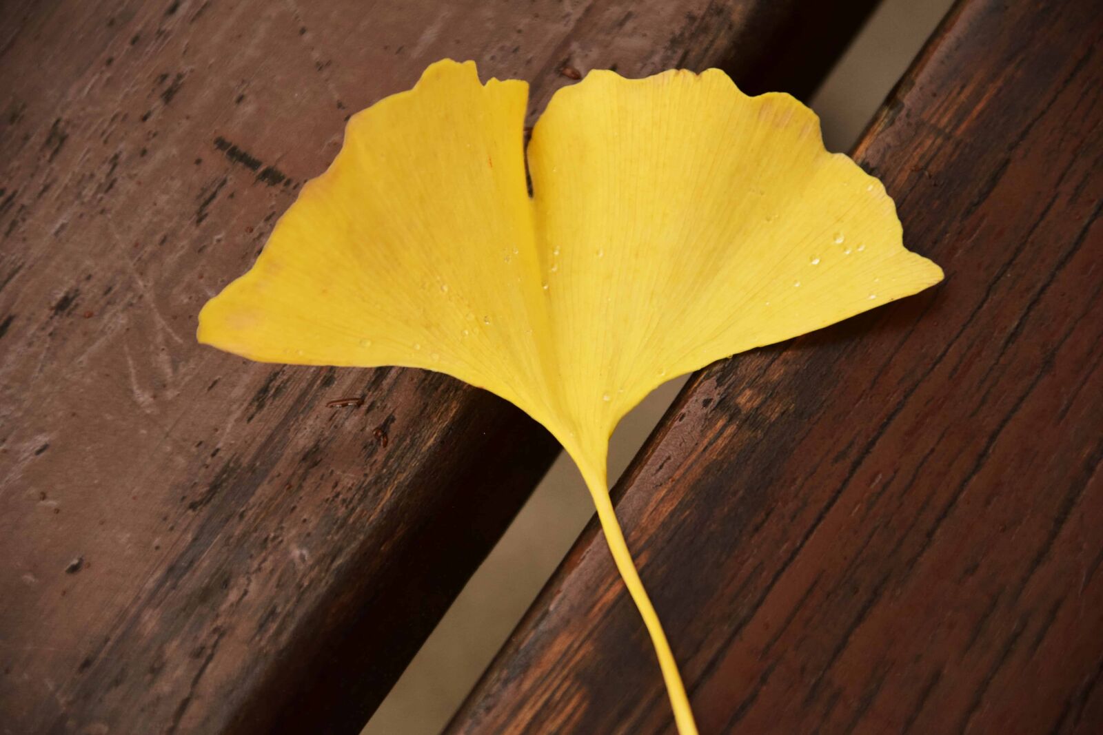 Nikon D3300 sample photo. Leaf, daylight, yellow, wood photography