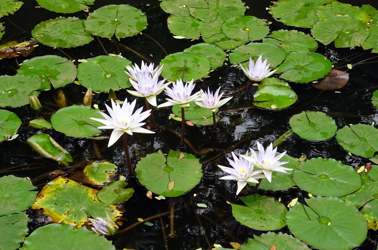 Sony DSC-HX60V sample photo. Lily, water lily, nymphaea photography