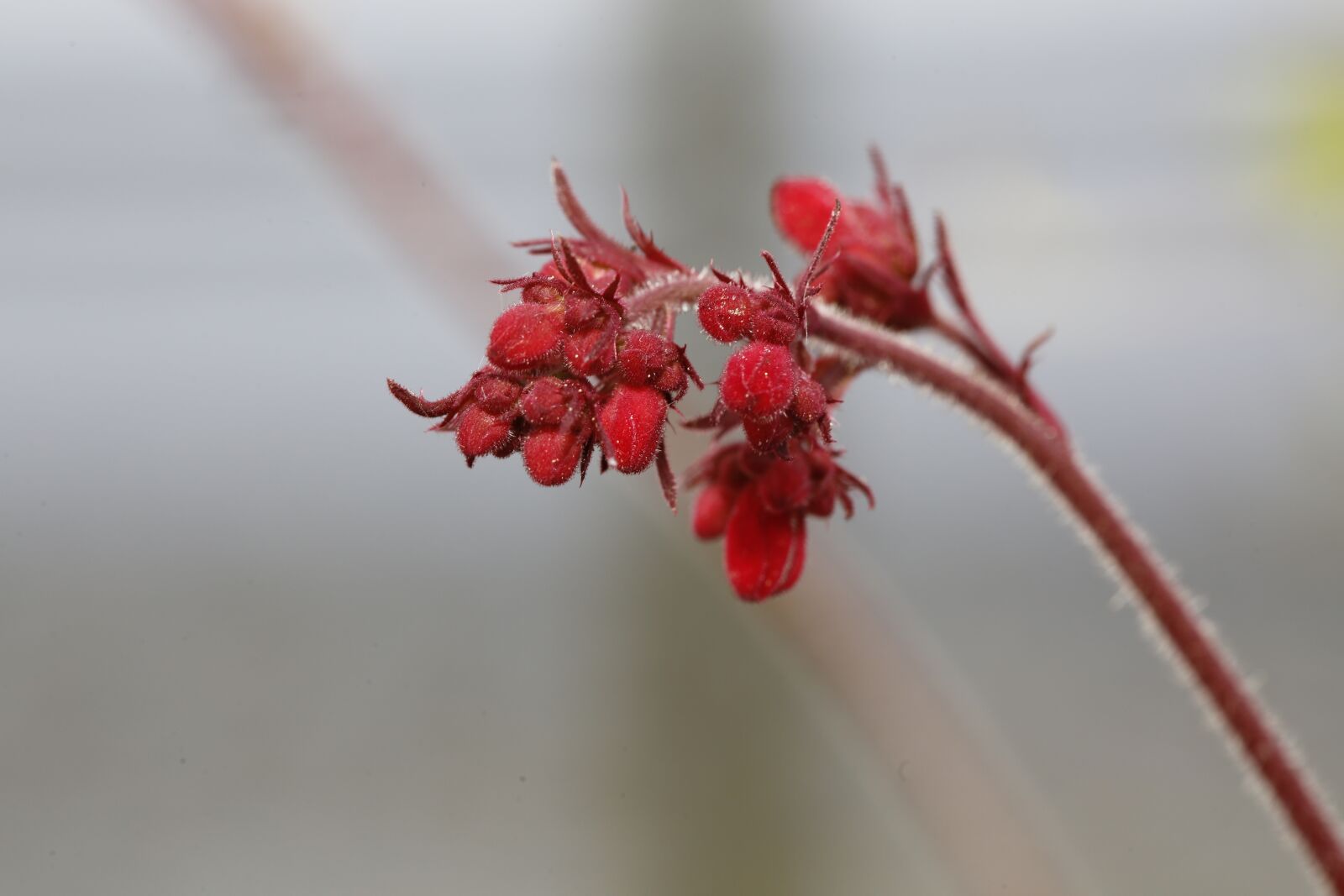 Canon EF 100mm F2.8L Macro IS USM sample photo. Flower, blossom, bloom photography