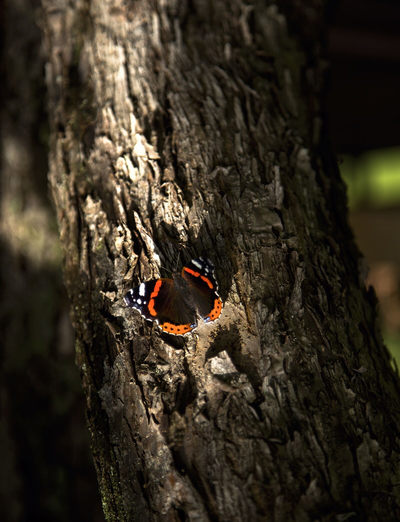 Canon EF 24-105mm F4L IS USM sample photo. Tree, bark, wood photography