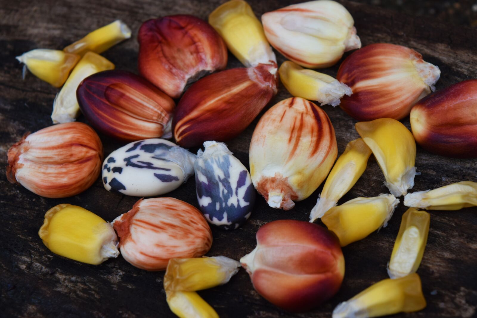 Nikon D3300 sample photo. Seed, corn, nature photography