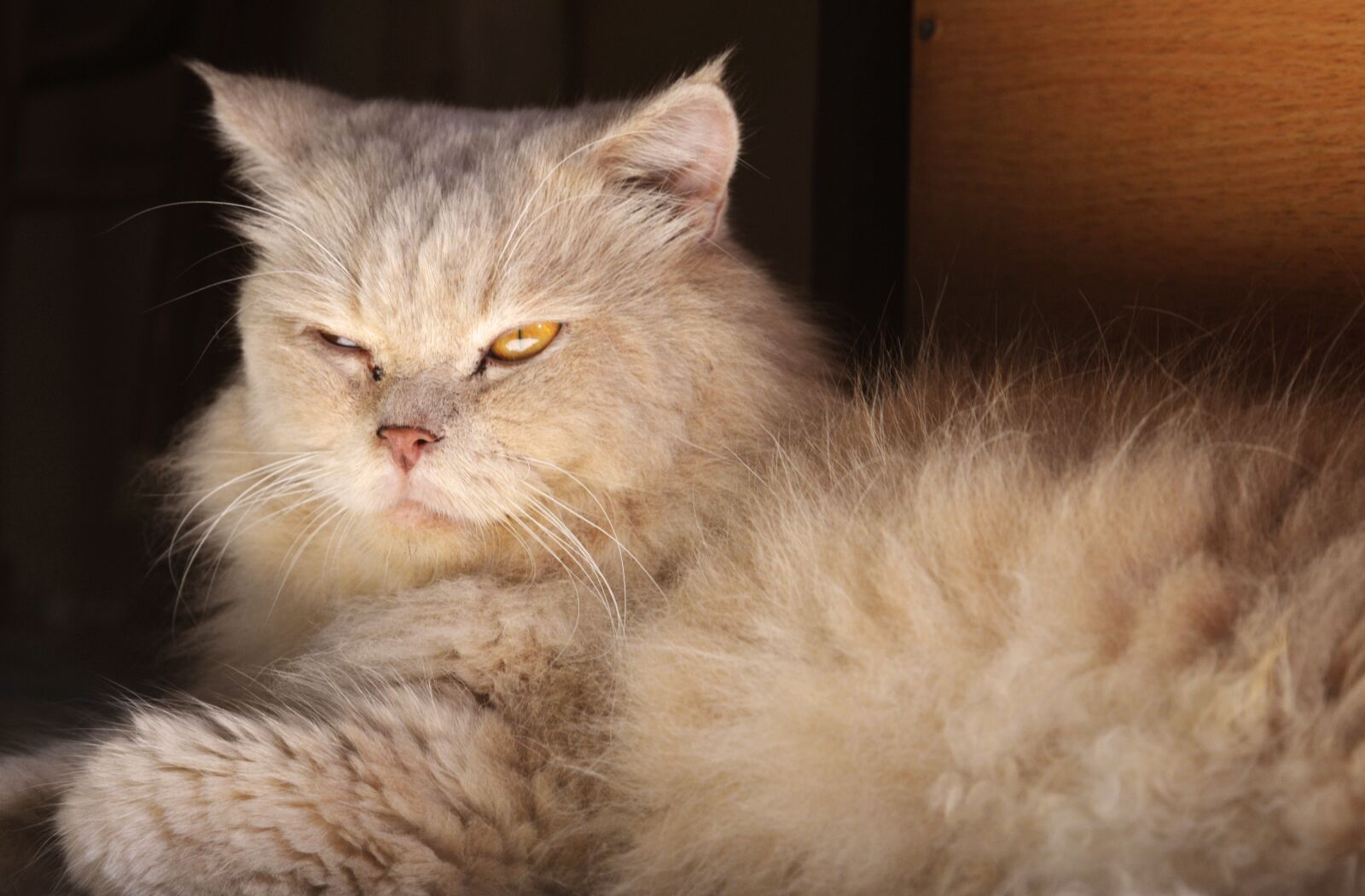 Nikon D5200 sample photo. Cat, pet, animal photography