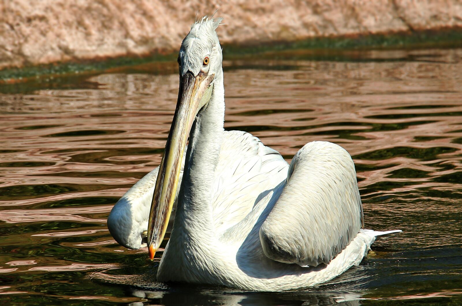 Canon EOS 550D (EOS Rebel T2i / EOS Kiss X4) sample photo. Pelikan, water bird, zoo photography
