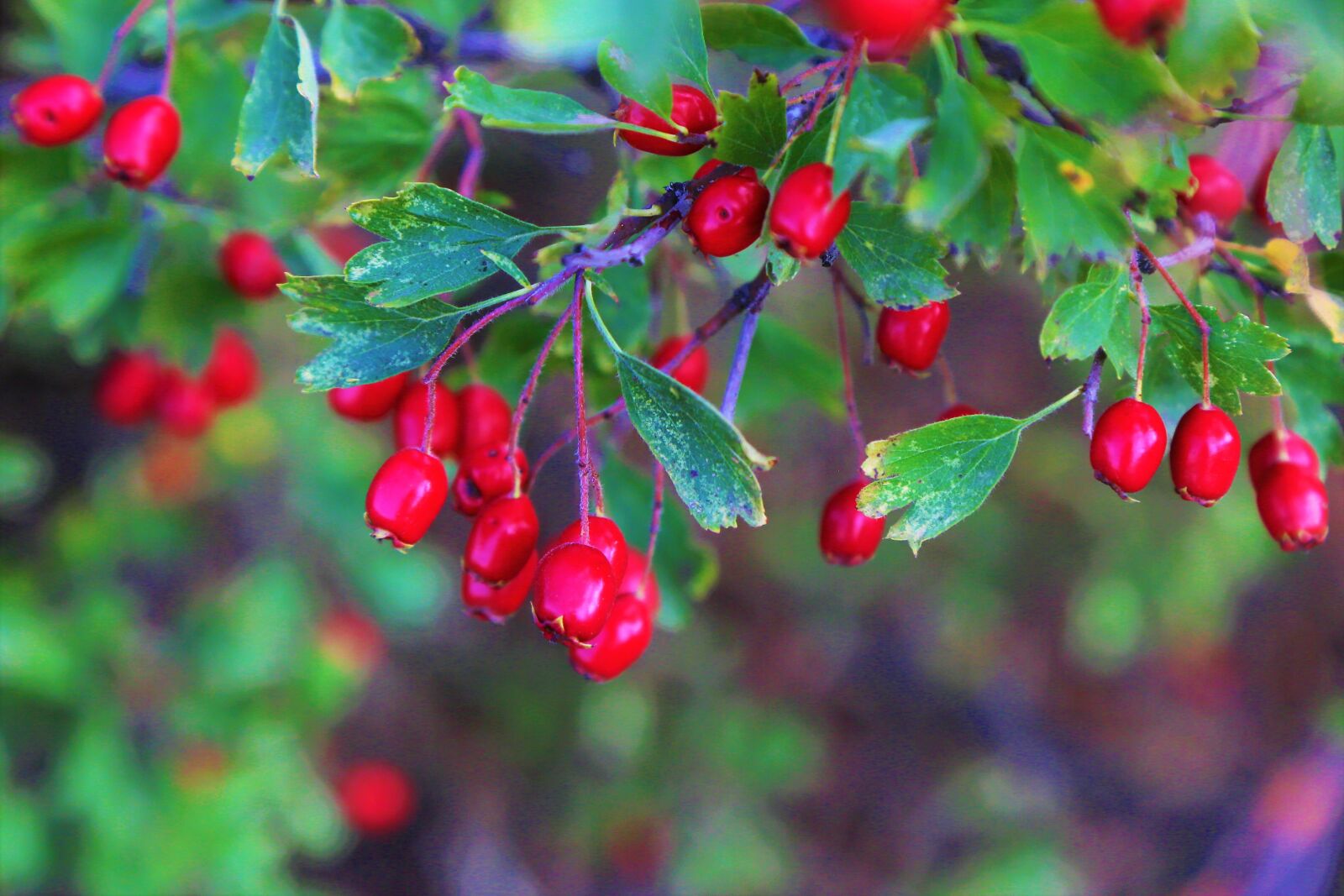 Canon EF 24-105mm F4L IS USM sample photo. Cranberry, red, nature photography