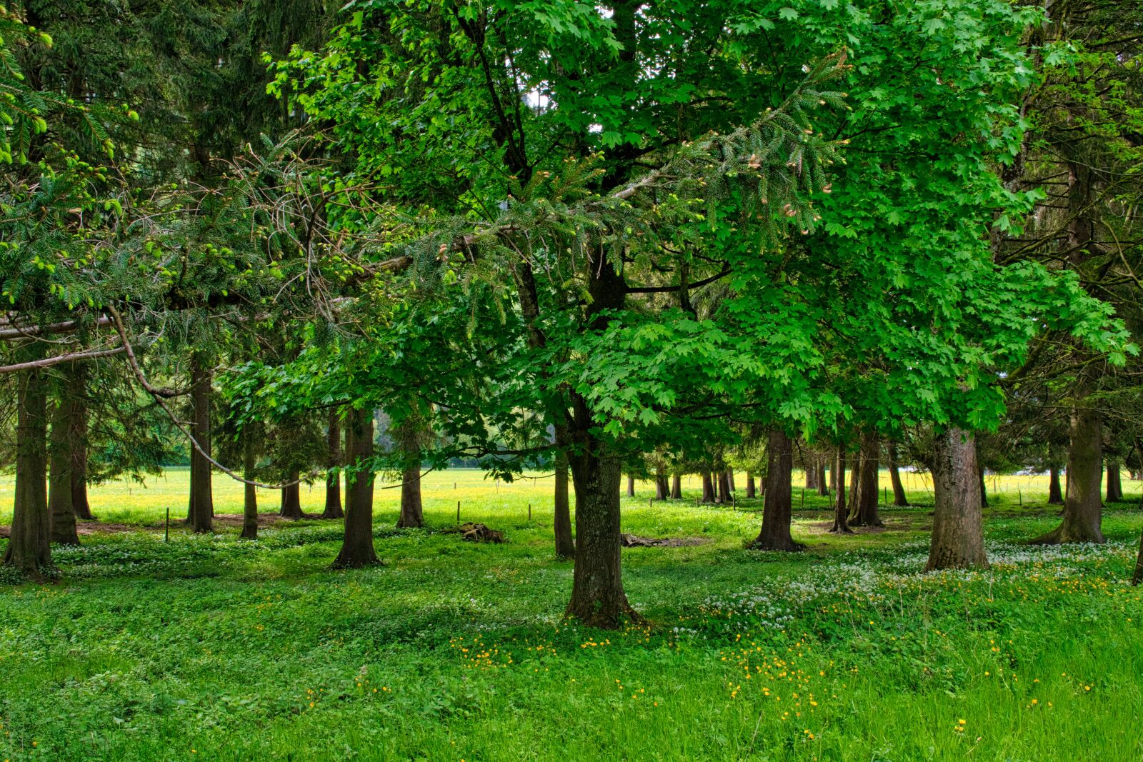Nikon D7500 sample photo. Spring, trees, forest photography