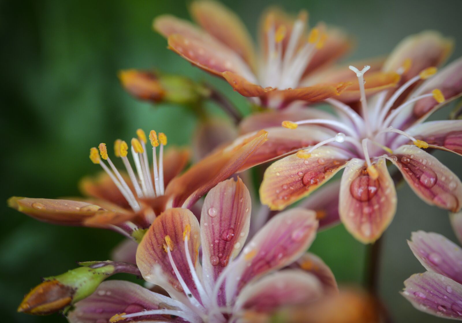 Nikon D610 sample photo. Flower, stamen, plant photography