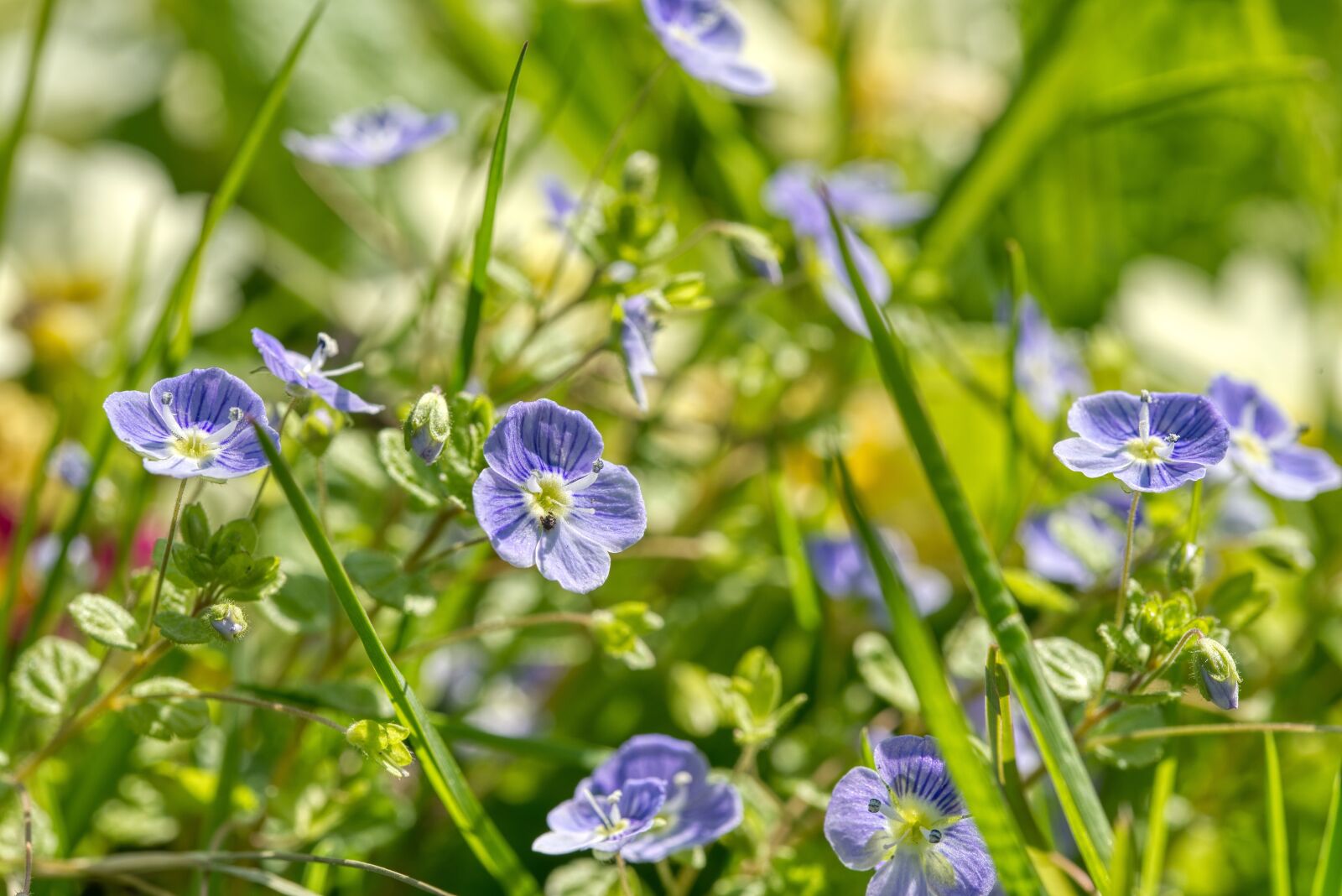 Nikon D750 sample photo. Meadow, grass, macro photography