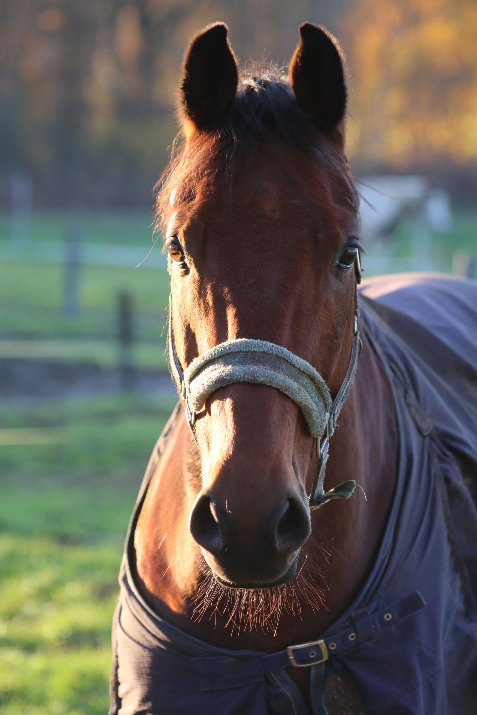 Canon EOS 70D sample photo. Horse, nature, field photography
