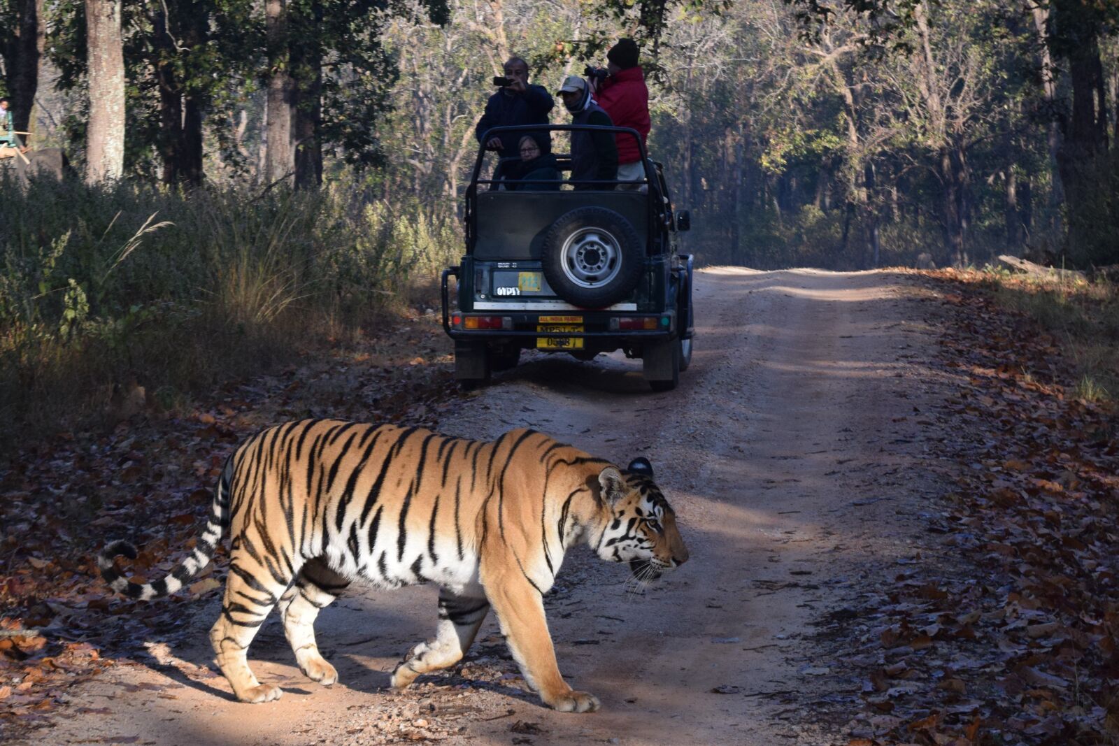 Nikon D3300 sample photo. Tiger, safari, india photography