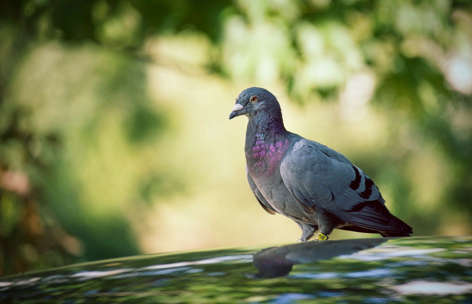 Nikon Z6 sample photo. Dove, bird, animal photography