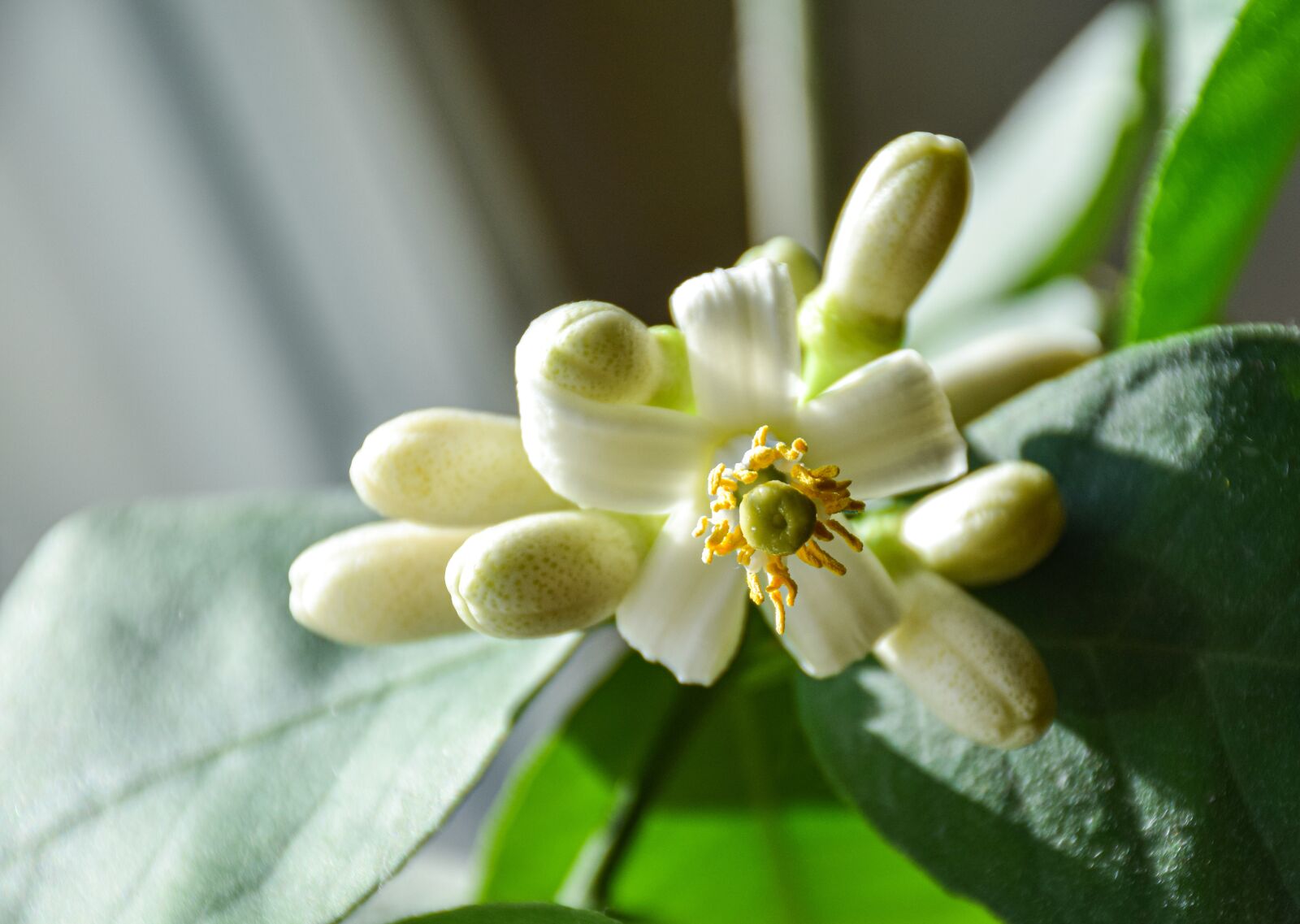 Nikon D5300 sample photo. Flower, lemon, flower of photography